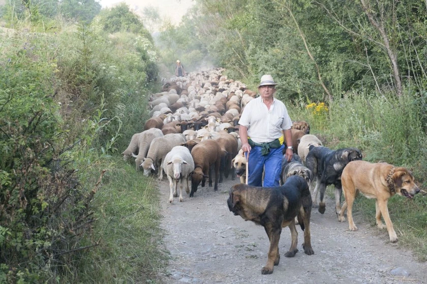Imagen de barbacana-la-huella-del-lobo