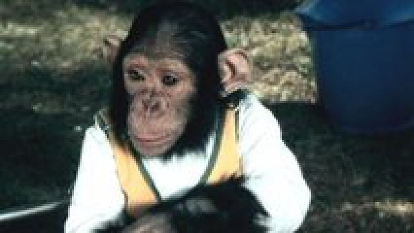 Imagen de Rocky Carambola