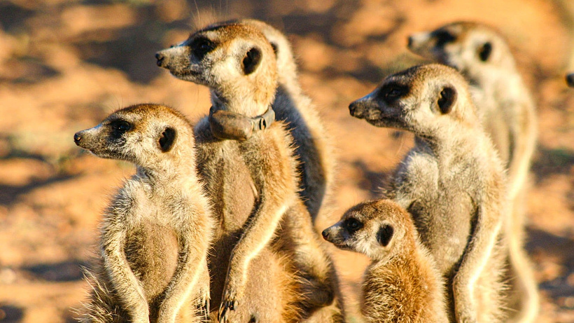 Imagen de Meerkat Manor: The story begins