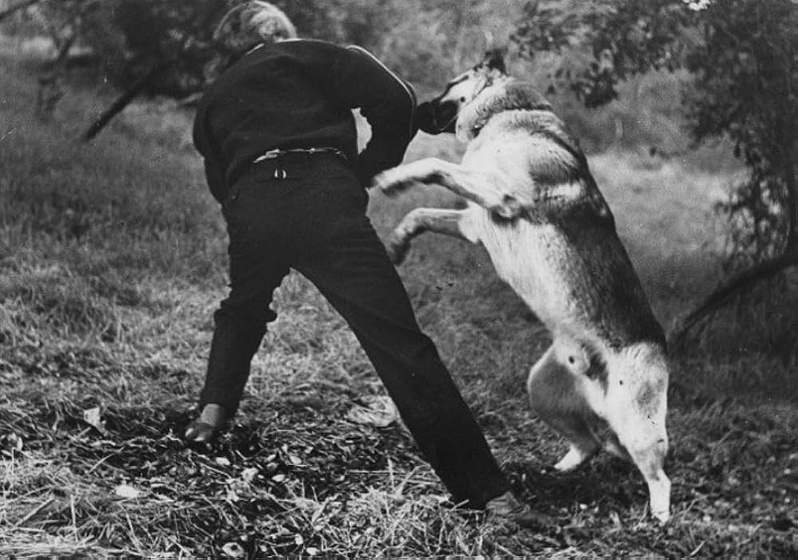 Imagen de Yo Fui un Hombre Lobo Adolescente