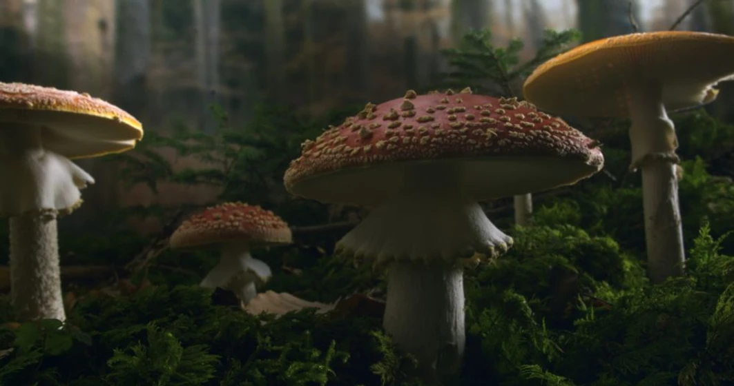 Imagen de la-vida-secreta-de-los-arboles