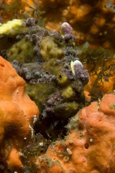 Imagen de Under the Sea 3D
