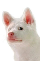 Foto de Kori