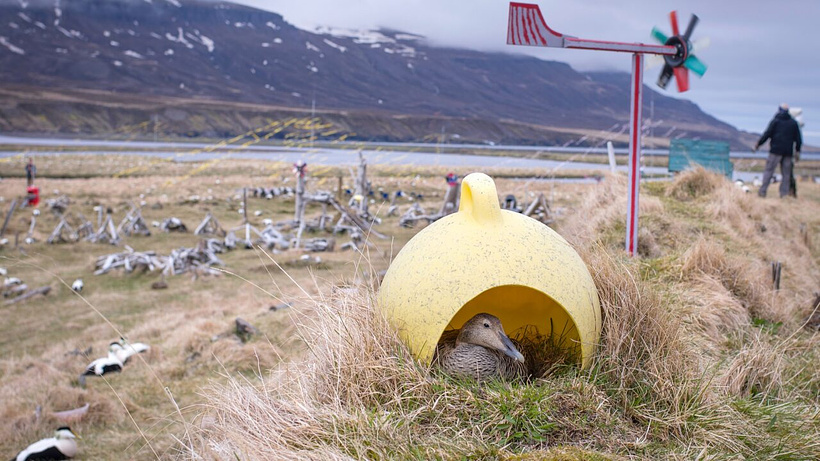 Imagen de Amongst the Birds