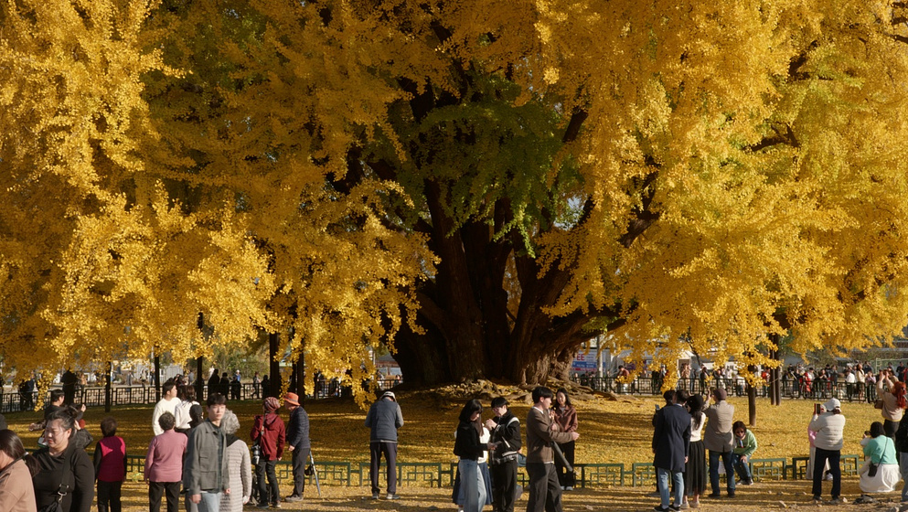 Imagen de living-through-the-same-season