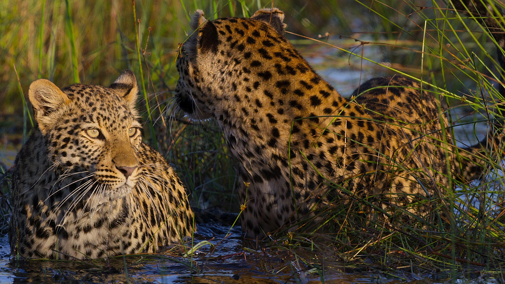 Imagen de la-vida-entre-leopardos