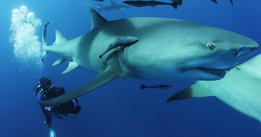 Rob Stewart [IX] en sharkwater-extinction