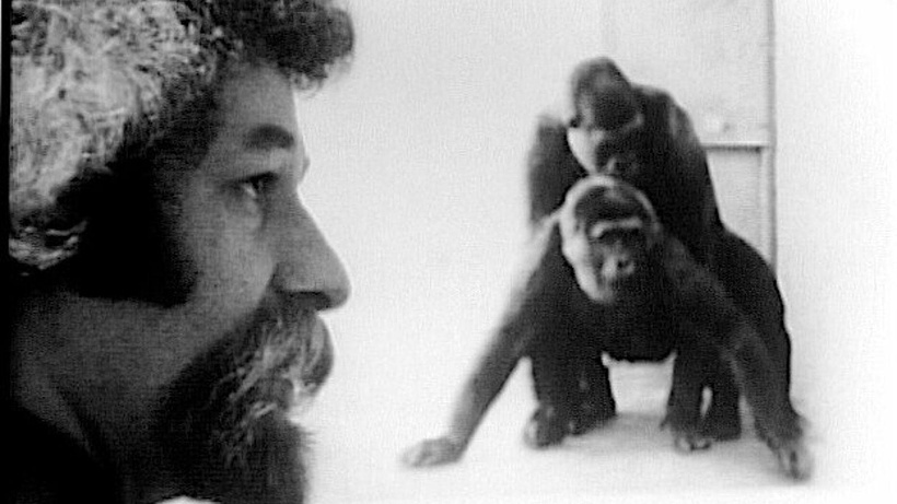 Imagen de Primate