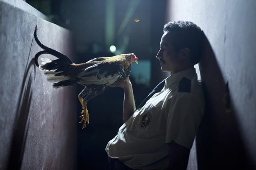 Imagen de Por las plumas