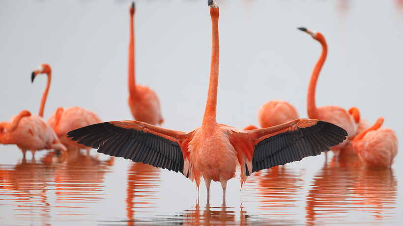 Imagen de Flamingos: Life after the Meteorite