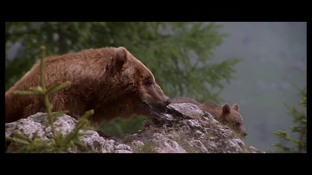 Imagen de El Oso