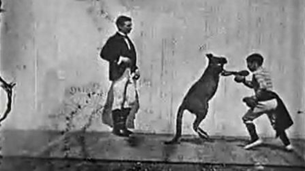 Imagen de The Boxing Kangaroo