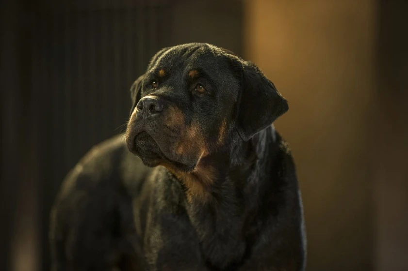 Imagen de superagente-canino
