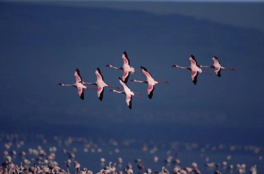Imagen de the-crimson-wing-mystery-of-the-flamingos