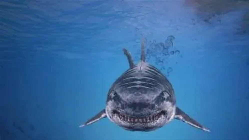 Imagen de jurassic-shark-3-seavenge