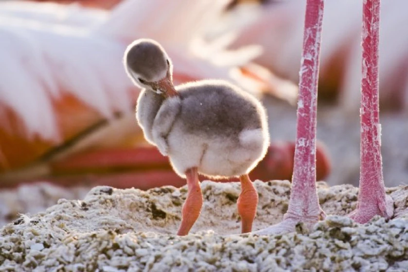 Imagen de the-crimson-wing-mystery-of-the-flamingos
