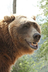 Foto de Bart the Bear