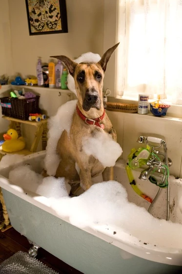 Imagen de marmaduke