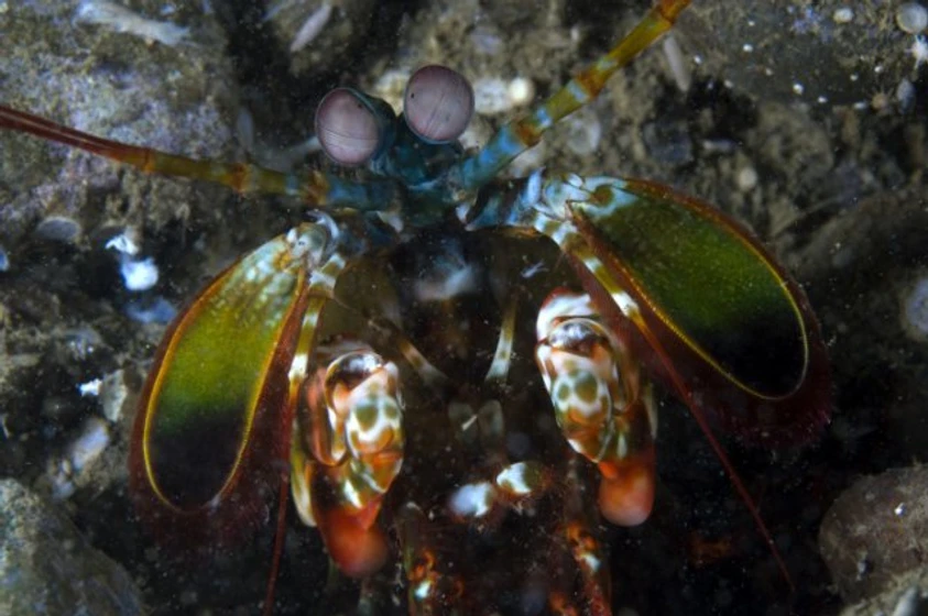 Imagen de under-the-sea-3d
