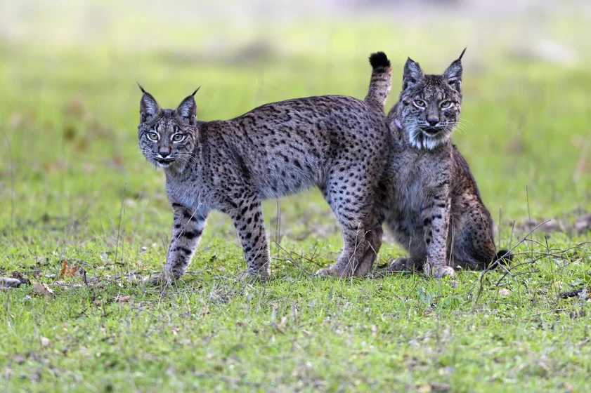 Imagen de dehesa-el-bosque-del-lince-iberico