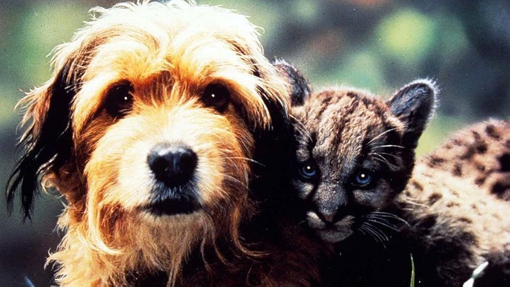 Imagen de cuatro-cachorros-para-salvar
