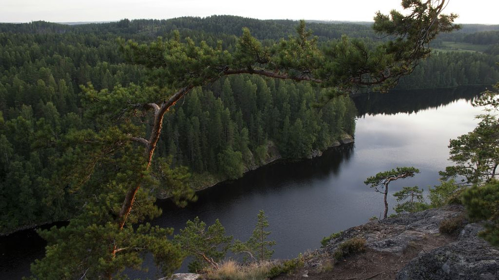 Imagen de Metsän tarina