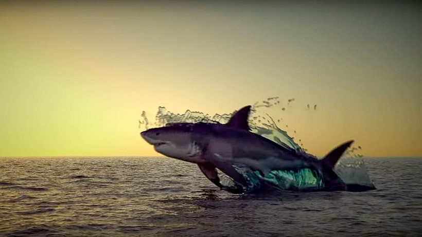 Imagen de Noah's Shark