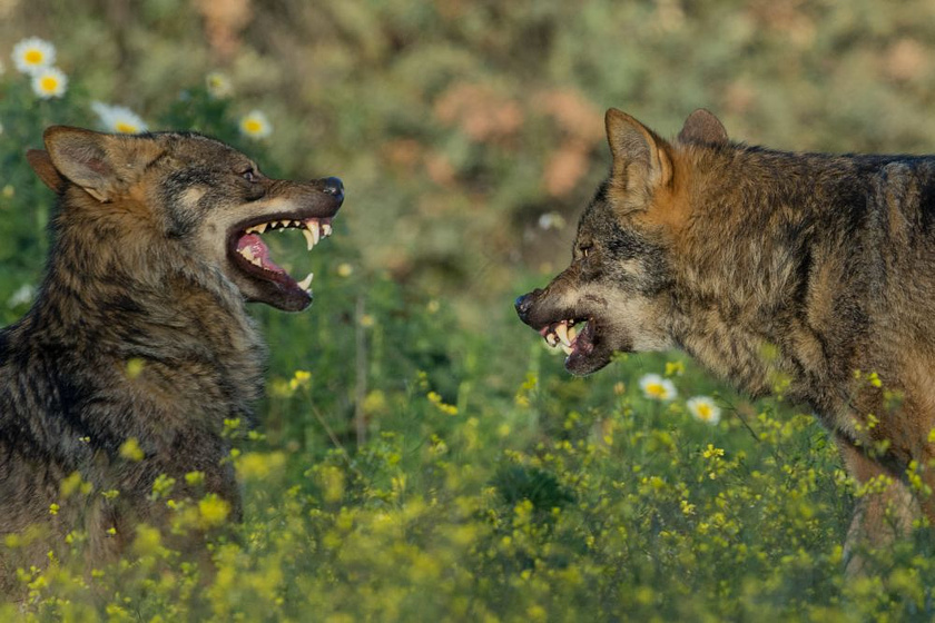 Imagen de Barbacana, la Huella del lobo