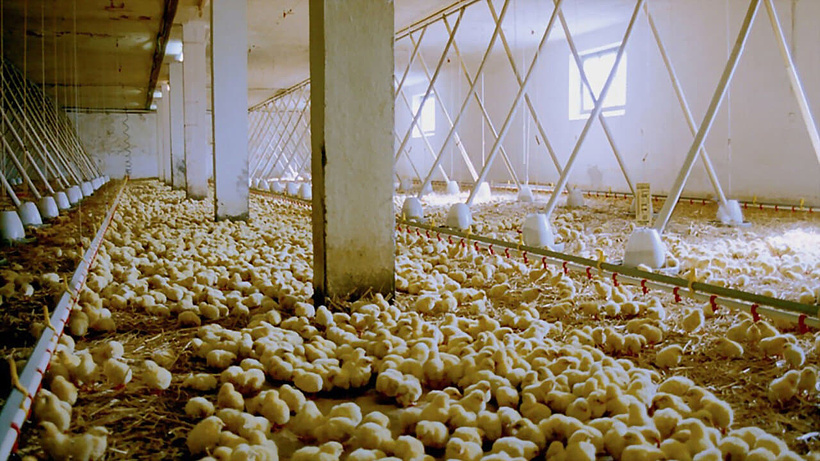 Imagen de Nosotros alimentamos el mundo