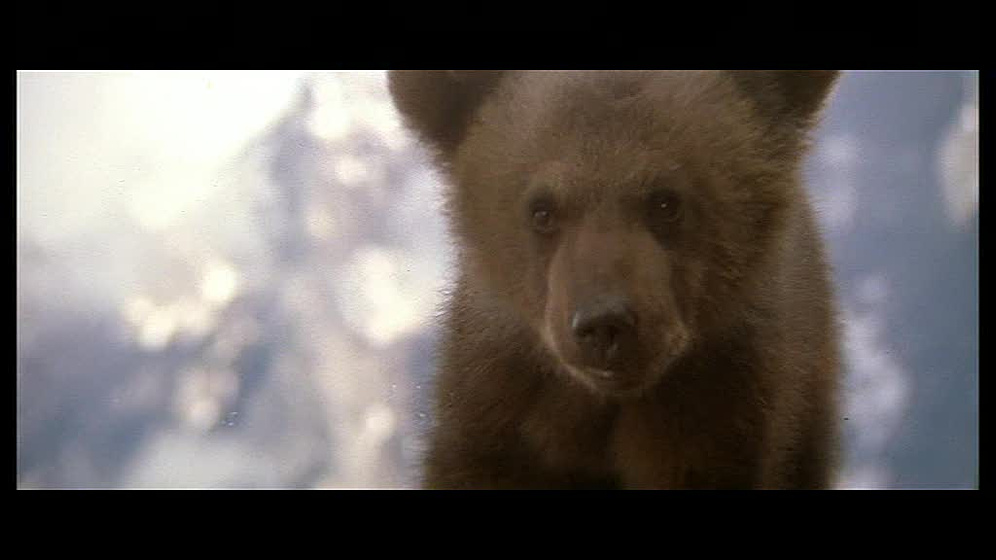 Imagen de El Oso
