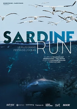 Sardine Run, le plus grand festin de l'océan
