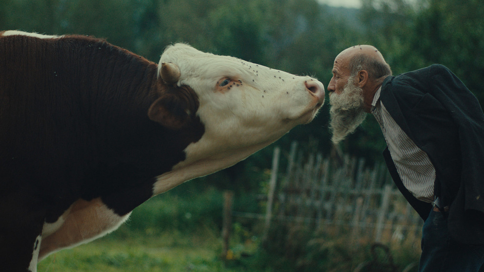 Imagen de Better go Mad in the Wild