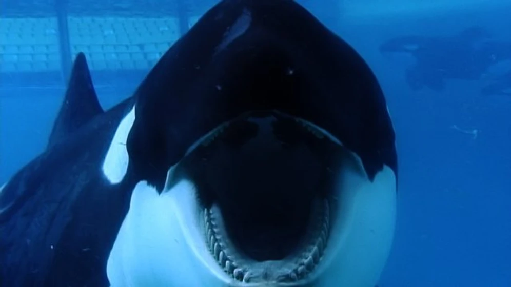 Imagen de blackfish