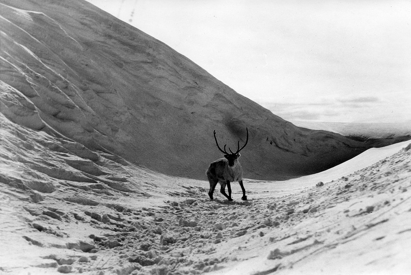 Imagen de El Reno Blanco