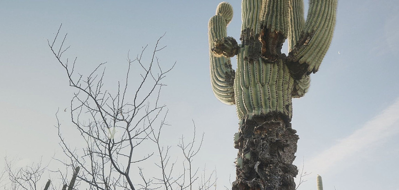 Imagen de Spare My Bones, Coyote!