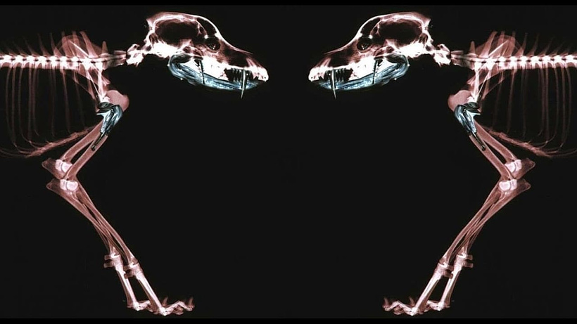 Imagen de Rottweiler