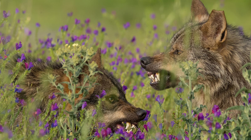 Imagen de Barbacana, la Huella del lobo