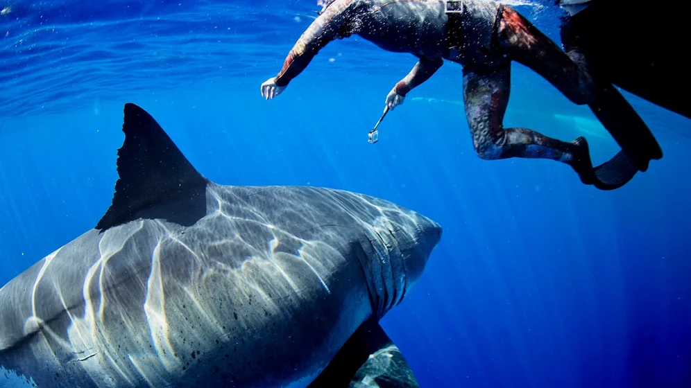 Imagen de most-wanted-sharks