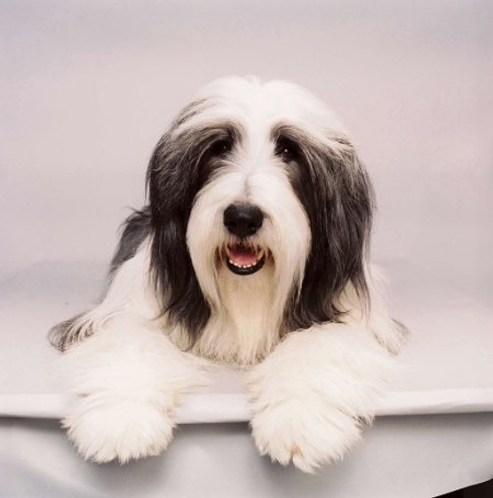 Imagen de Cariño, estoy hecho un perro