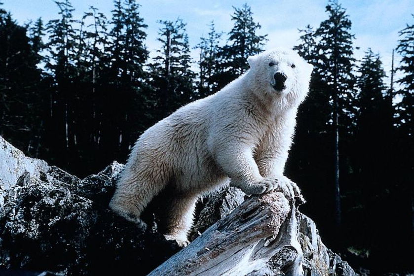 Imagen de Alaska