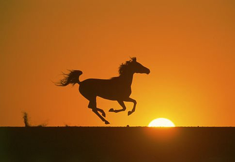 Imagen de Shetan, El Caballo del Desierto