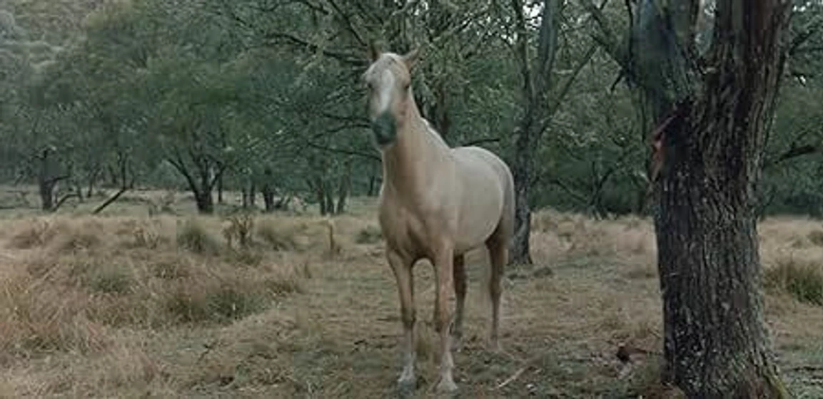 Imagen de la-leyenda-de-silver-brumby