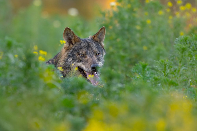 Imagen de Barbacana, la Huella del lobo