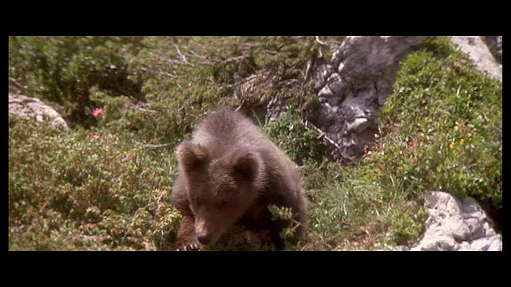 Imagen de El Oso