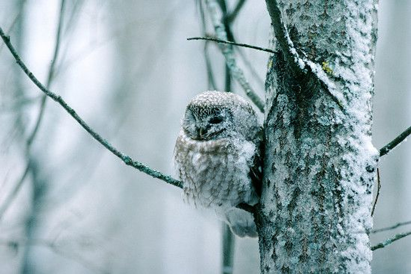 Imagen de Metsän tarina