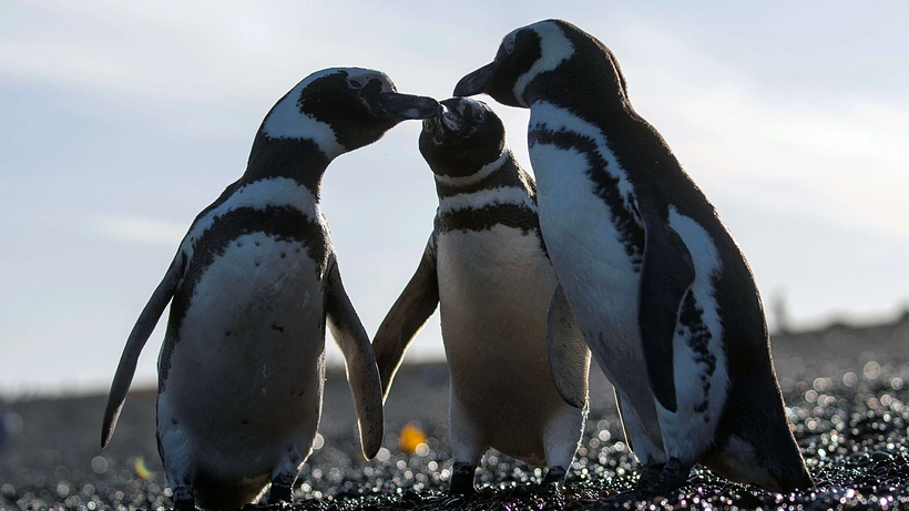 Imagen de Migraciones Animales Épicas: Patagonia