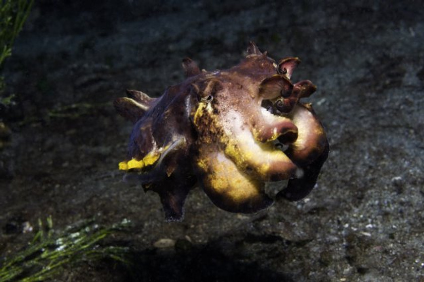 Imagen de Under the Sea 3D