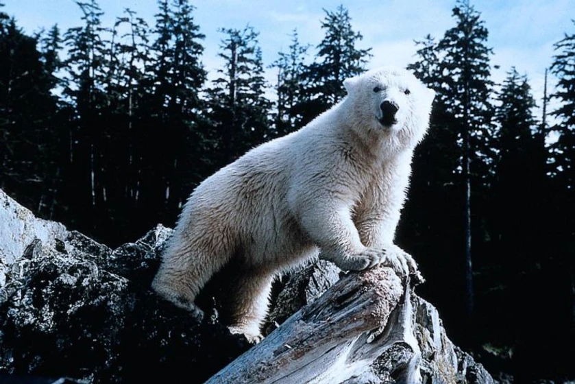 Imagen de Alaska