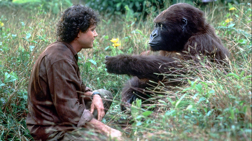 Imagen de Congo