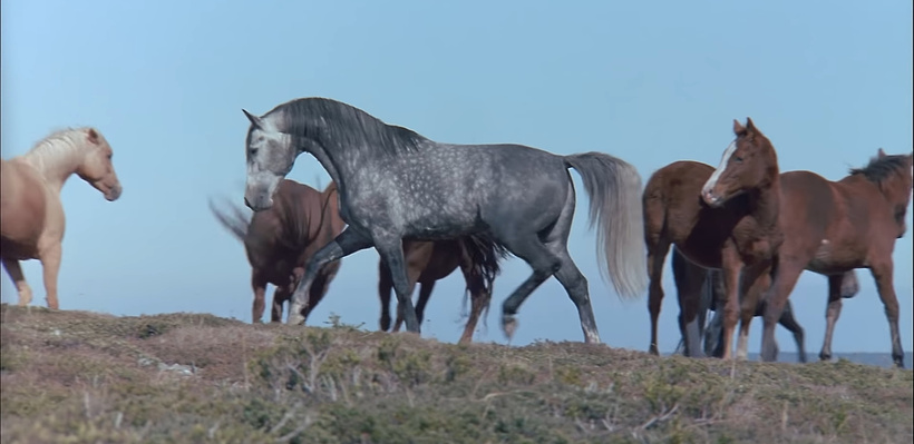 Imagen de La Leyenda de Silver Brumby